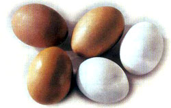 Slepačie vajcia a žĺtko ako zdroj lecitínu